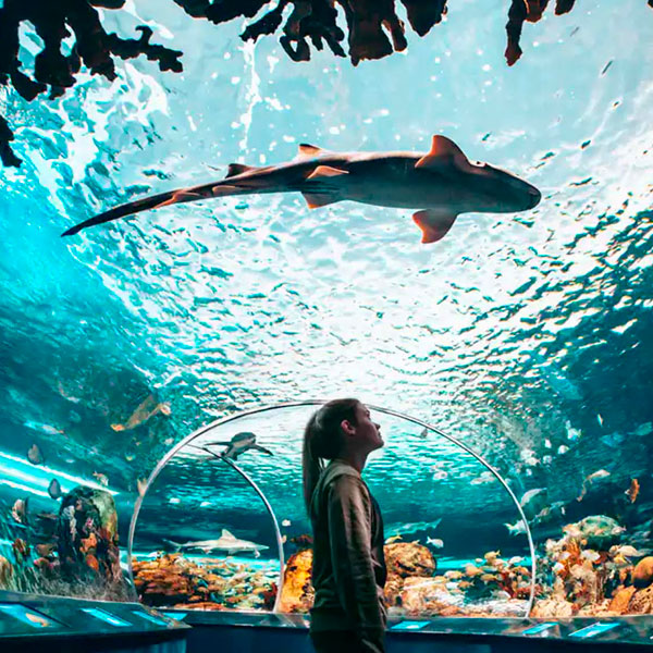 Ripley’s Aquarium